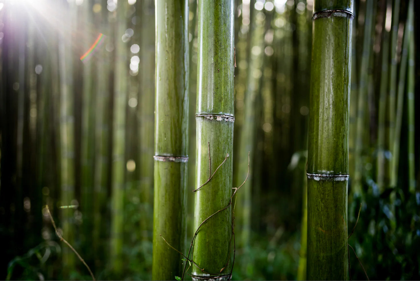 KINTOSHI KYOTO. The japanese emerging micro-brand everyone is excited about